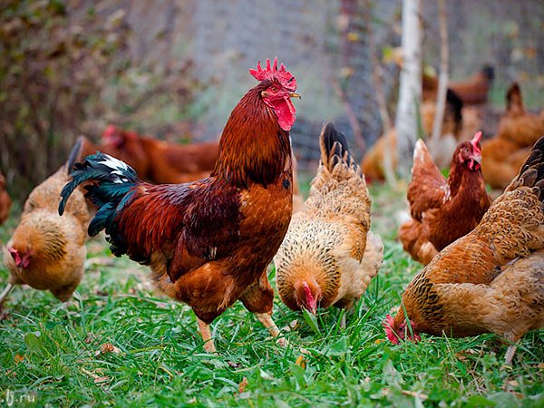 Породы куриц | ЗооТом - продажа, вязка и услуги для животных в Сортавале