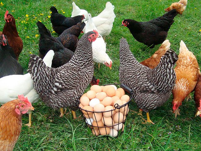 Содержание кур и уход за ними | ЗооТом - продажа, вязка и услуги для животных в Сортавале