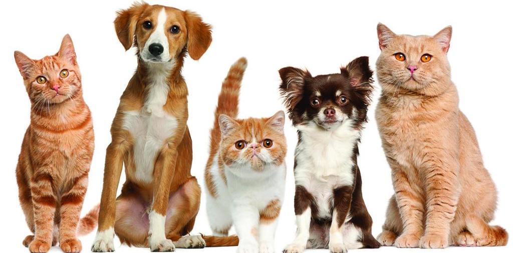Доска объявлений о животных | ЗооТом - продажа, вязка и услуги для животных в Сортавале
