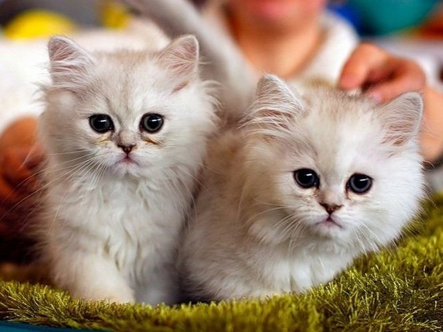 Породы кошек в Сортавале | ЗооТом портал о животных