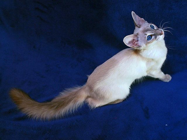 Выведенные породы кошек в Сортавале | ЗооТом портал о животных