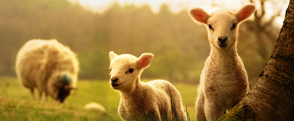Объявления о сельскохозяйственных животных | ЗооТом - продажа, вязка и услуги для животных в Сортавале