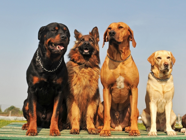 Крупные породы собак в Сортавале | ЗооТом портал о животных
